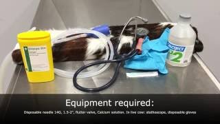 Hypocalcaemia in cattle intravenous IV injection practical [upl. by Tnomad582]