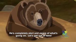 How Do Bears Hibernate [upl. by Howard]