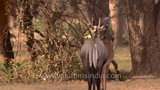 Breeding season of Blue bulls Nilgai antelope [upl. by Andri]