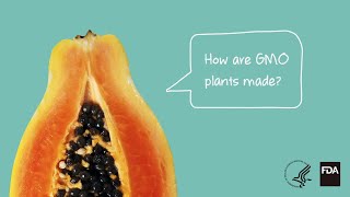 Agricultural Biotechnology How Are GMO Plants Made [upl. by Sabba604]