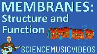 Cell Membrane Structure and Function [upl. by Nastassia457]