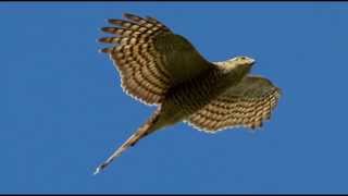 Sparrowhawk Bird Call Bird Song [upl. by Attenwahs]