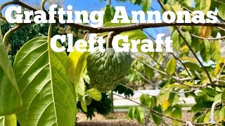 Grafting Fruit Trees  The 2 Best Techniques for Grafting Figs and other fruit trees [upl. by Olnton]