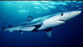 Facts The Blue Shark [upl. by Coben]