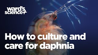 Caring and Culturing for Daphnia [upl. by Llehcal]