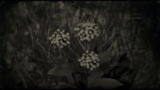 Milkweed Plant Location  Red Dead Redemption 2 RDR2 Herbs [upl. by Corinna]