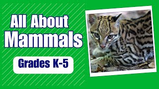 What are Mammals and where do they live  More Grades 25 Science on Harmony Square [upl. by Ciapha]