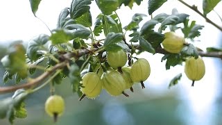 GOOSEBERRIES  HOW TO PLANT AND GROW THEM [upl. by Ivel815]