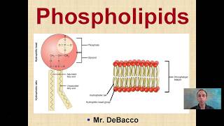 Phospholipids [upl. by Augusto]