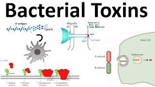 bacterial toxins Endotoxin and Exotoxins [upl. by Hadihsar]