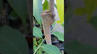 Taiwan atemoya barkgrafted onto a jumbo sized Cherimoya rootstock [upl. by Akerehs667]