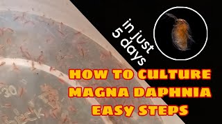 How to Culture Magna Daphnia Easily [upl. by Asimaj]