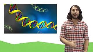 Nucleic Acids DNA and RNA [upl. by Lowrie]