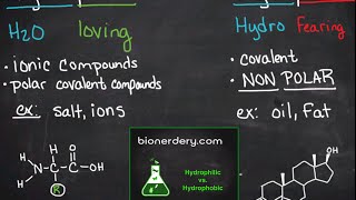 Hydrophilic vs Hydrophobic [upl. by Arik]