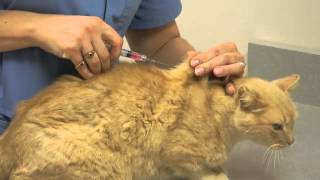 Local Experts Granite City Pet Hospital How to Inject a Cat [upl. by Janeczka476]