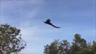 Flying Peacock Compilation [upl. by Adila]