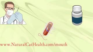 How To Treat Stomatitis In Cats  Permanently Naturally Economically [upl. by Lahcar]