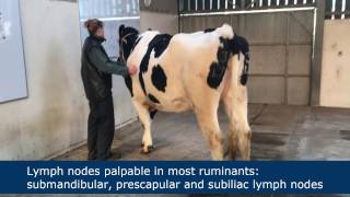 Lymph node palpation in ruminants [upl. by Aleb]