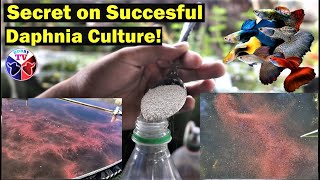 How to Culture Daphnia Successfully [upl. by Cope]