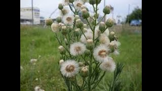 YERBA CARNICERA Erigeron canadensis [upl. by Anua]