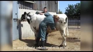 General clinical exam cattle [upl. by Idyh]