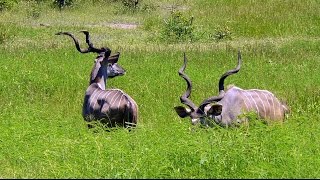 SOUTH AFRICA kudu antelope Kruger national park hdvideo [upl. by Desdee]