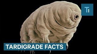 Meet The Water Bear A Nearly Invincible Creature [upl. by Adelric]