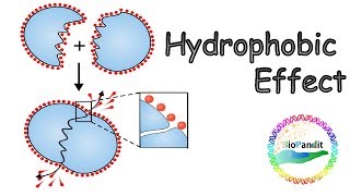 Hydrophobic effect [upl. by Paehpos736]