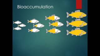 Whats In the Fish Bioaccumulation and Biomagnification [upl. by Nnairak]