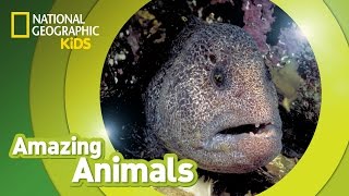 Wolf Eel  Amazing Animals [upl. by Ariik]