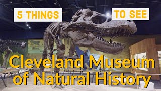 Cleveland Museum of Natural History – 5 great things to see [upl. by Otes]