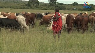 Saving the Mara ecosystem Farmers opt for controlled grazing [upl. by Oivaf577]