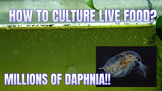 How to Culture Daphnia Secret Method to Breed MILLIONS  Simply Aquatic [upl. by Errol]