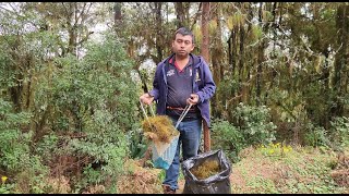 Buscando adorno Navideño en el monte musgo  con la familia [upl. by Berwick]