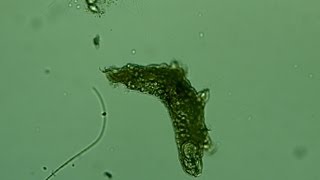 Water Bear  Tardigrades  Microscope Fun [upl. by Yelkcub752]