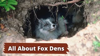 Fox Dens  How to Identify a Fox Den [upl. by Nolla382]