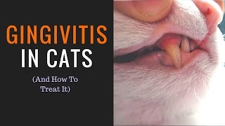 GINGIVITIS IN CATS amp How to treat it [upl. by Powell]