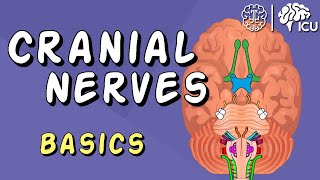 Cranial Nerve BASICS  The 12 cranial nerves and how to REMEMBER them [upl. by Laekcim]