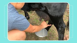 How to Milk a Cow by Hand [upl. by Carleton232]