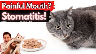 Stomatitis in the Cat Painful and inflamed mouth Dr Dan explains How to treat and fix stomatitis [upl. by Nutsud]