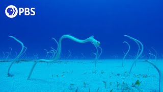 PeekABoo with Hawaiian Garden Eels [upl. by Mic]