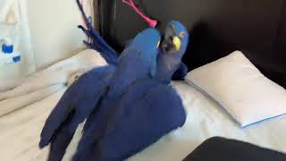 Heart melting playing between hyacinth macaw parrots [upl. by Ydur465]