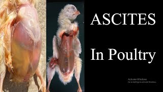 Ascites in poultry [upl. by Latsirk]