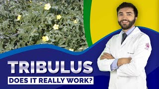 TRIBULUS TERRESTRIS  Does it really work [upl. by Tteragram]