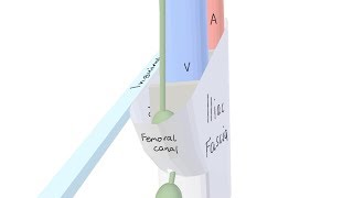 3D Tour of the Femoral Canal [upl. by Treharne]