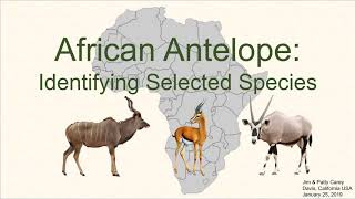 Identifying common African antelope [upl. by Eseneg]