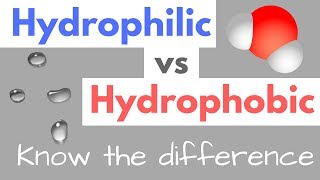 Hydrophilic vs Hydrophobic  Substances  Cell Membranes [upl. by Harris]