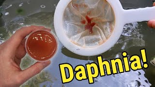 How I Culture Daphnia In Outdoor Tubs [upl. by Jessica]