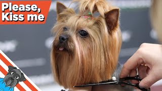 Yorkie grooming tutorial [upl. by Nonnahsal390]