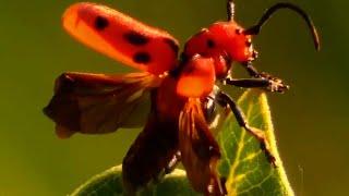 Red milkweed beetle flying eating leaves  Insect [upl. by Amar]